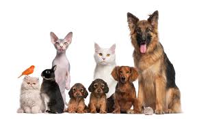 Icon forAnimal & pets